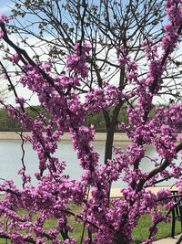 Low angle view of pink cherry blossoms in spring