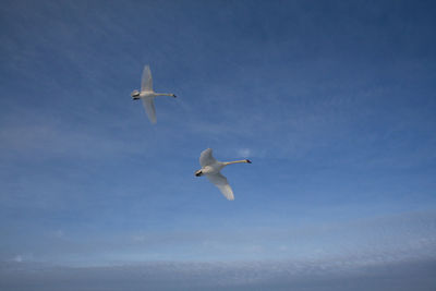 Low angle view of swans flying in sky