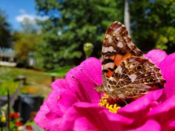 Close-up of butterfly pollinating on pink flower