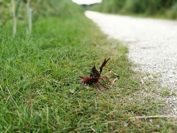 Close-up of insect on grass