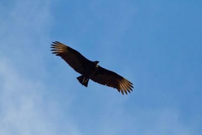 Low angle view of eagle flying against clear blue sky