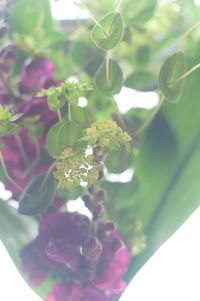 Close-up of plant