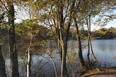 Reflection of trees in lake against sky