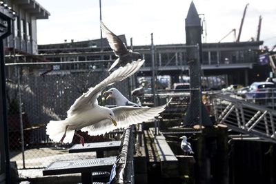 Seagull in flight