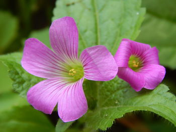 Close-up of pink flower