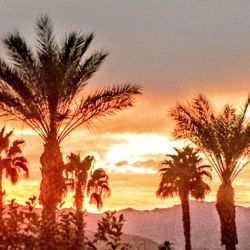 Palm trees at sunset