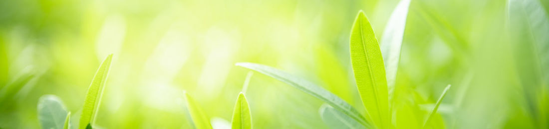 Close-up of crops growing in field