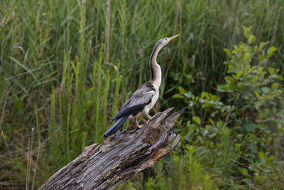 Bird perching on tree