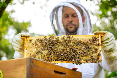 Close-up of bee