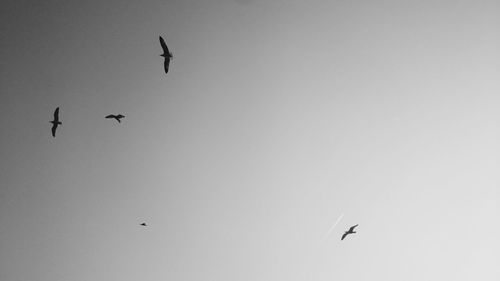 Low angle view of eagle flying against clear sky