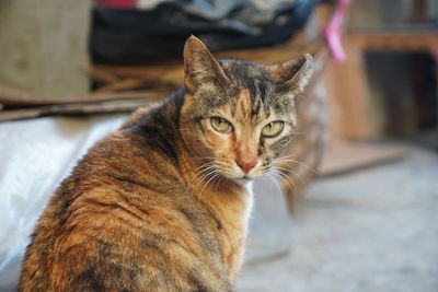 Close-up portrait of a cat looking away