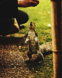 Low section of monkey sitting on ground