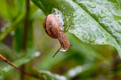 Close-up of snail on plant