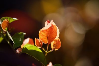 Close-up of orange flowers