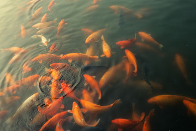High angle view of koi carps swimming in pond