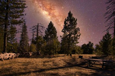 Trees on field against sky at night