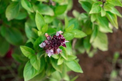 Close-up of flower blooming outdoors