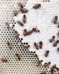 High angle view of bees on honeycomb