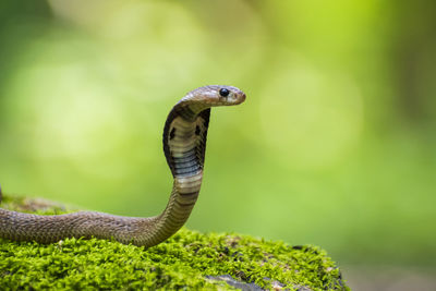 Close-up of snake