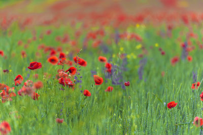 Close-up of red poppies on field