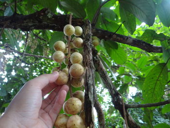 Cropped image of hand holding berries growing on tree