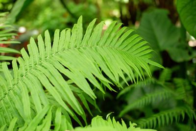 Close-up of fern leaves