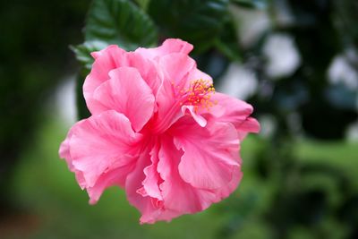 Close-up of pink rose