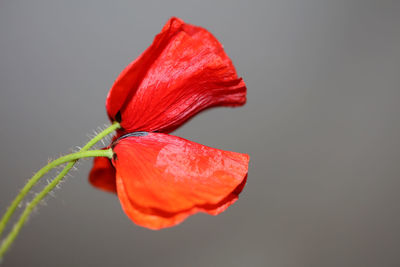 Red wild papaver flower blossom close up family papaveraceae botanical background high quality big