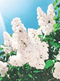Close-up of white flowering plants against sky