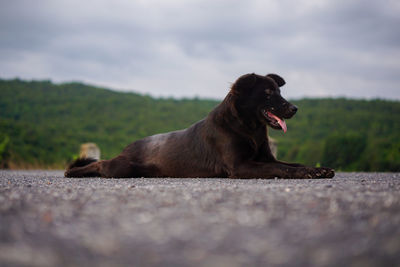 Dog lying down