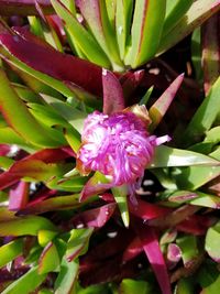 Close-up of flower blooming outdoors