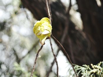 Close-up of yellow flower