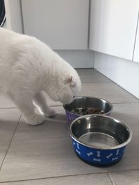White cat eating food