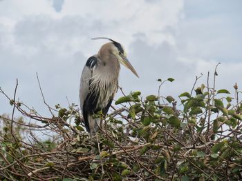 Close-up of gray heron perching on plant against sky