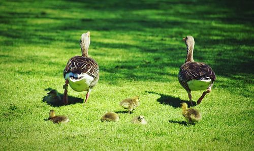 Flock of birds on grass