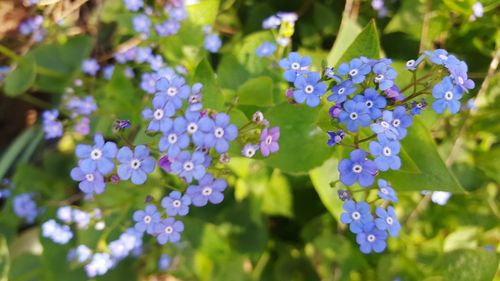 Close-up of purple flowers