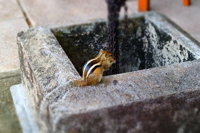 Close-up of squirrel