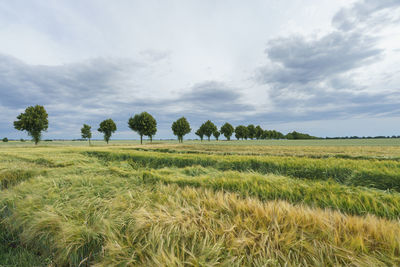 Scenic view of agricultural field against sky