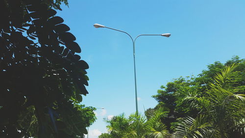 Low angle view of trees against clear sky