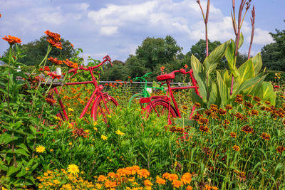 Plants and trees on field against sky