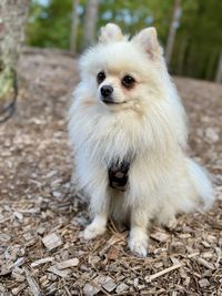 pet
