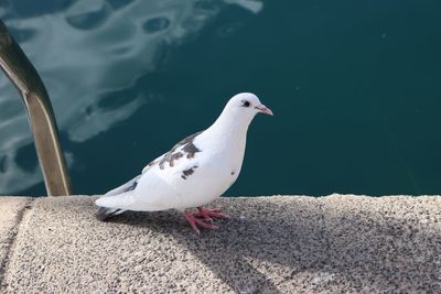 Close-up of seagull perching on retaining wall