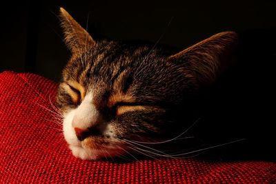 Close-up of cat sleeping