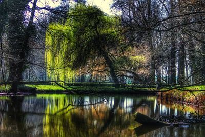 Scenic view of lake in forest