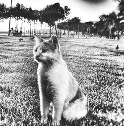 Cat looking away on field