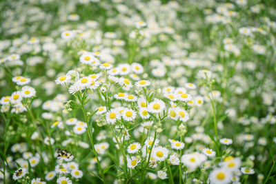 Close-up of yellow flowering plant on field