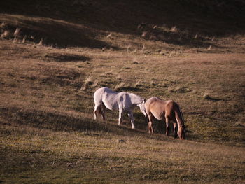 Horses in a field