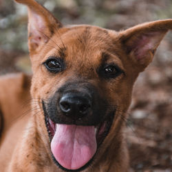 Close-up portrait of a dog