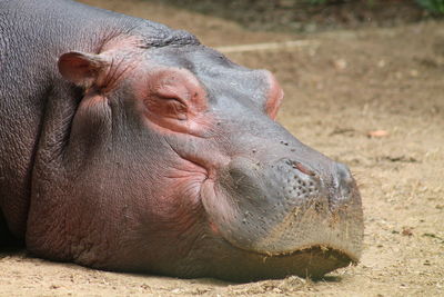 Close-up of a pig