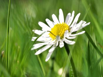Close-up of white daisy flower